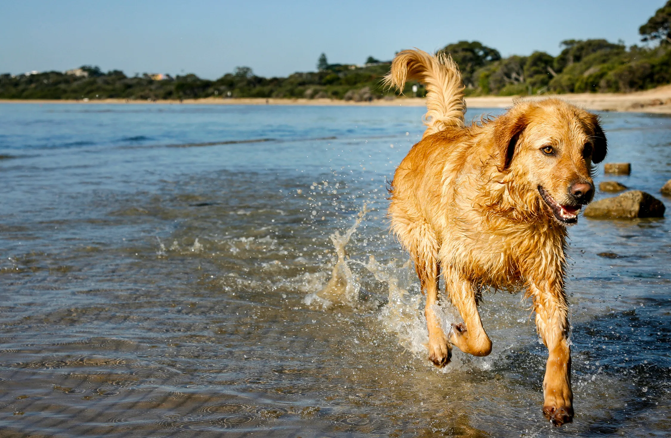 Dog running in the water at the beach
